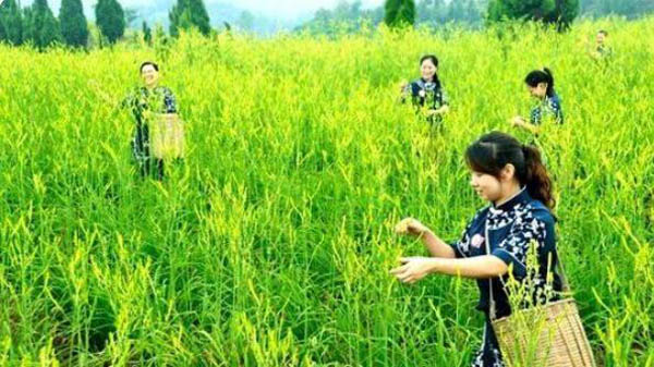 “黄花菜”四川渠县种植规模已超10万亩播报文章