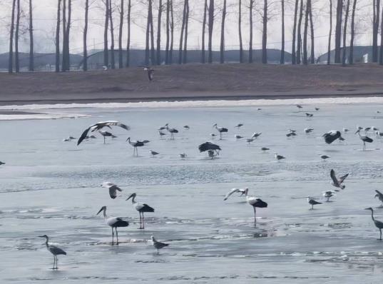 沈阳新民市首届溪溪湖观鸟节将于近日开幕