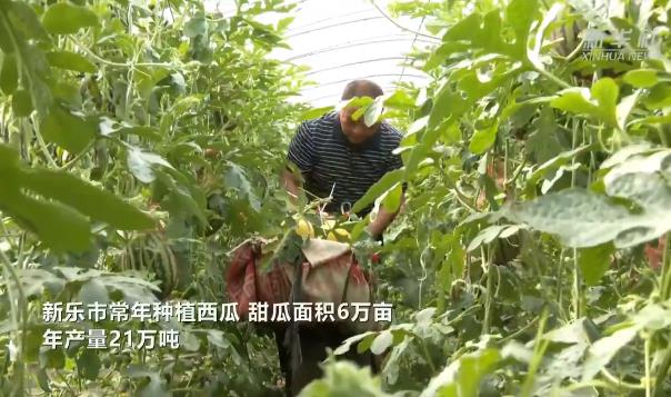 河北新乐：瓜果飘香产业旺铺就“甜蜜”致富路