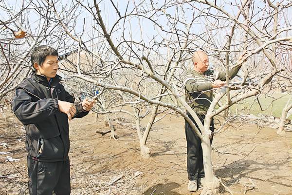 民权县：“田间问诊”开良方 助力丰产丰收