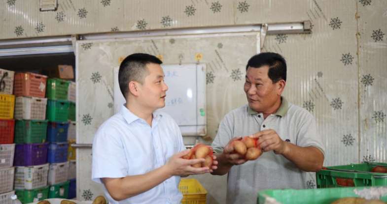 惠东土豆，乡村振兴的金色引擎