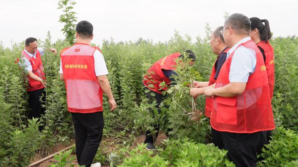 使命担当彰显职责——市聘科技特派员扎根卧龙艾草产业园