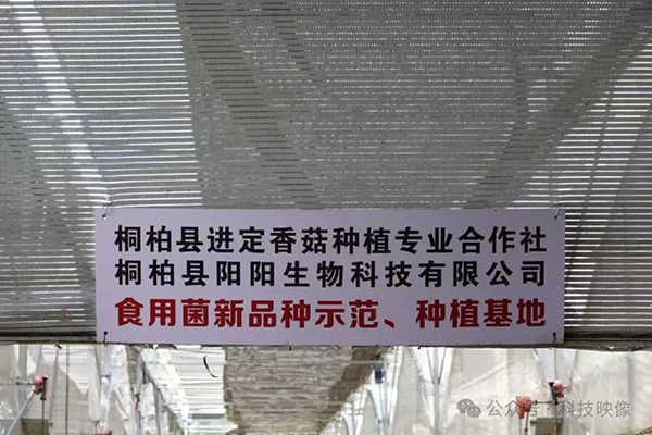 桐柏阳阳生物科技：小菌菇撑起大产业