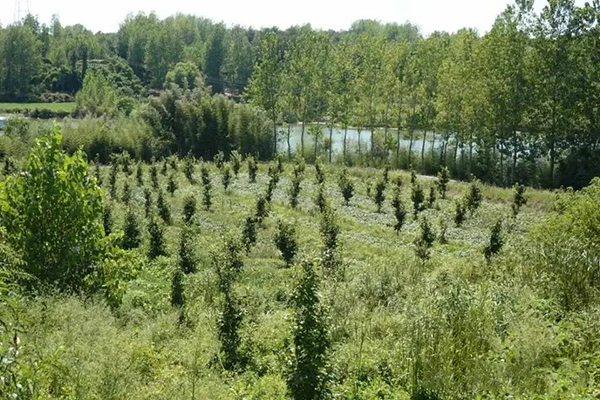 南阳桐柏天成茶业：茶旅融合的践行 