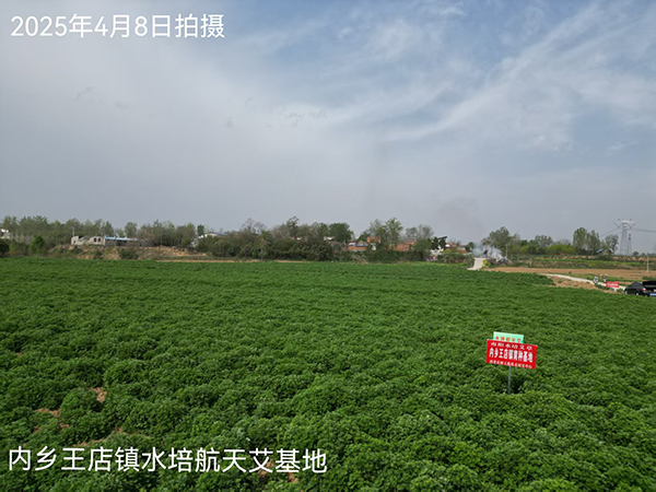 南阳内乡：水培航天艾基地丰收忙 优质种苗可支撑2万亩种植