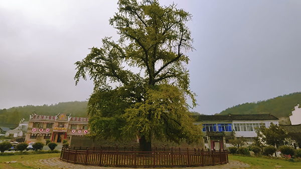 何家冲古银杏：讲解员解锁其红色长征往事