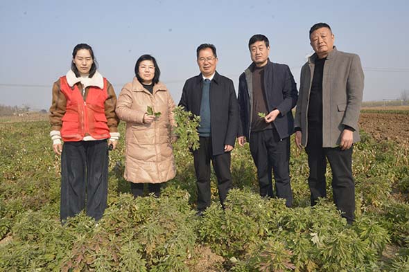 南阳市中药材种植协会调研内乡基地 护航千亩航天艾抢抓农时有序栽培