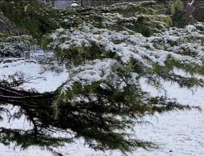 王秋和|大雪压青松