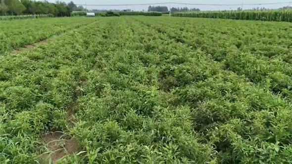 12月19日 拷贝.jpg