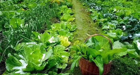 吴继贤|藏在烟火里的温柔