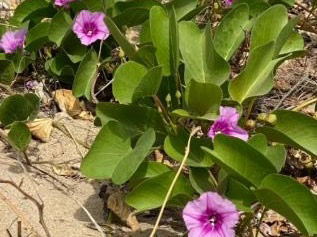 王秋和｜厚藤之花