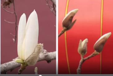 王秋和｜跨越千年的玉兰花事