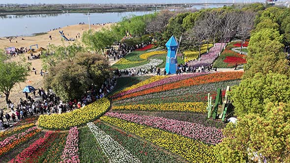 南阳新野县：百万株郁金香竞相绽放