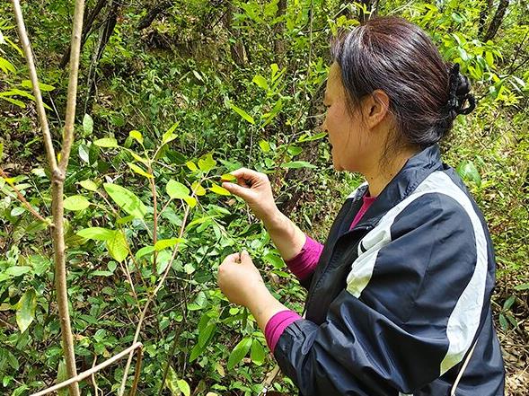 云雾绕伏牛 佳茗出深山