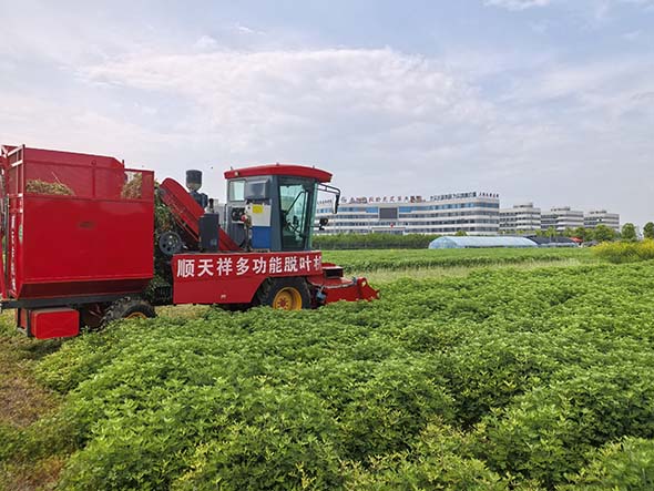 科技赋能艾草采收 顺天祥多功能脱叶机破解行业用工难题
