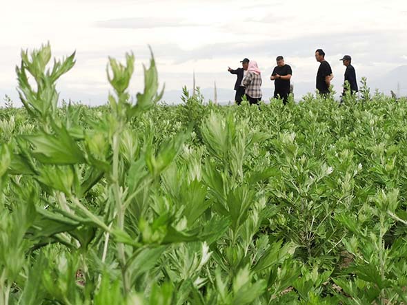 戈壁滩上，南阳艾草飘香