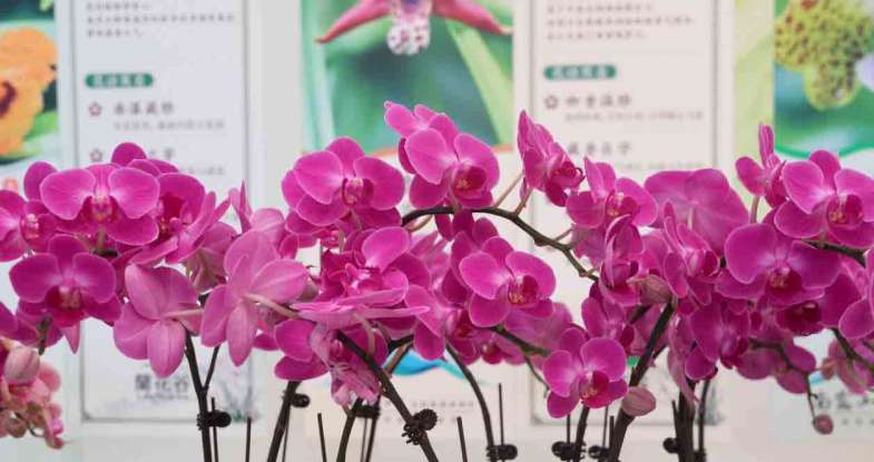 “森呼吸·兰韵醉南昆”南昆山第四届兰花文化推广活动启幕