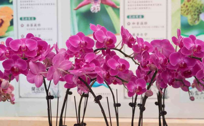 “森呼吸·兰韵醉南昆”南昆山第四届兰花文化推广活动启幕