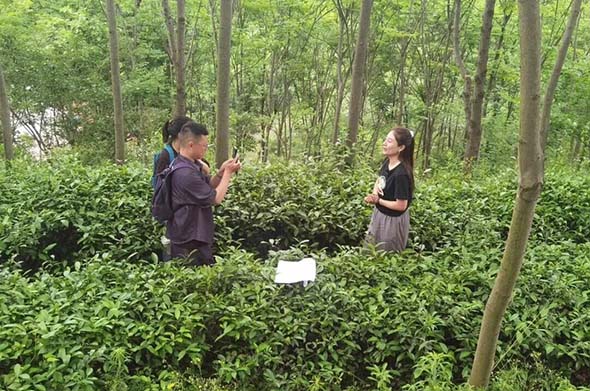 以茶为桥连豫疆 千年茗香润丝路
