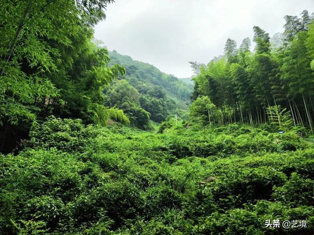 一盏岕茶七巡饮，方知山骨淡中藏