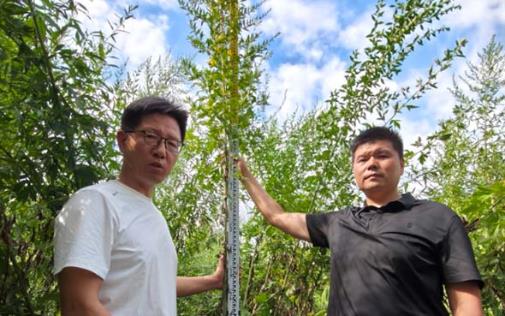 4米高艾草亮相镇平“航天艾”育种基地