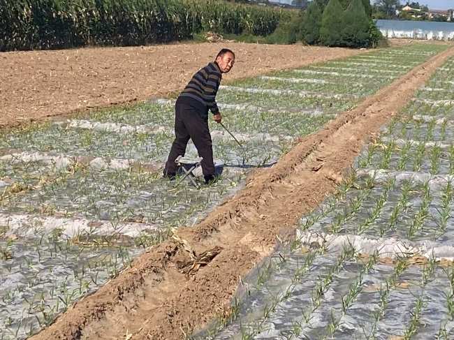 山西夏县尉郭乡台村:紫皮大蒜产业旺 机械化铺就增收路