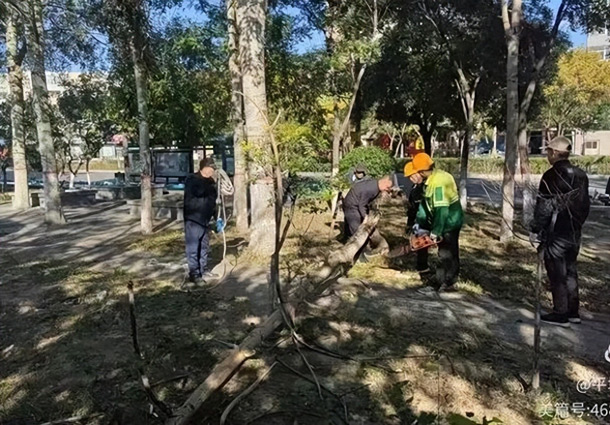 山西省大同市平城区：一城翠色护佳节 精细管护靓平城